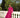 Robe longue ADIRA fuschia